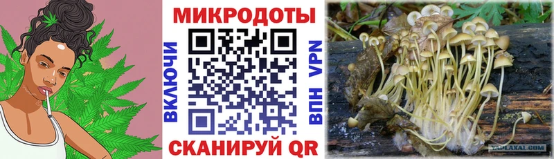 Псилоцибиновые грибы Psilocybe Можайск